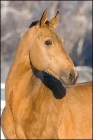 Le  Turkmne  , existe