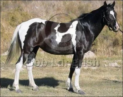 Le  basuto , est un poney aujourd'hui disparu.