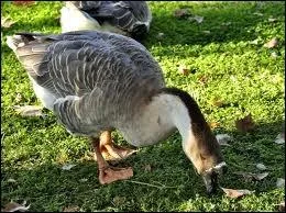 Et lui, de combien de consonnes se compose le nom de sa femelle ?