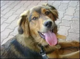 Ensuite, dites-moi combien de consonnes composent le nom de sa femelle ?