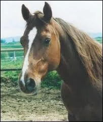 Combien de consonnes composent le nom de sa femelle ?