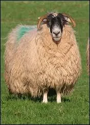 Quel est le nombre de consonnes prsentes dans le nom de la femelle de cet animal ?