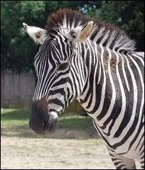 Combien de consonnes y a-t-il dans le nom de sa femelle ?