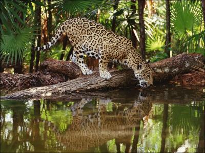 C'est le jaguar d'Amrique, quelle proie va-t-il poursuivre ?