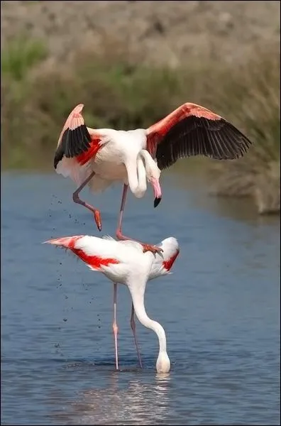 Quel aliment particulier a pour effet d'accentuer la couleur rose du flamant ?