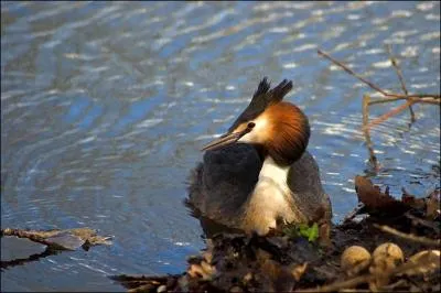 Quel poisson un grbe d'Europe peut-il avaler ?