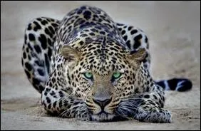 Sur quelle proie le lopard d'Afrique peut-il bondir ?