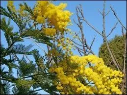 "Le TEMPS a laissé son manteau / De vent, de froidure et de pluie / Et s'est vêtu de broderies / De soleil luisant, clair et beau.'' Qui a écrit ces paroles chantées par Michel Polnareff ?