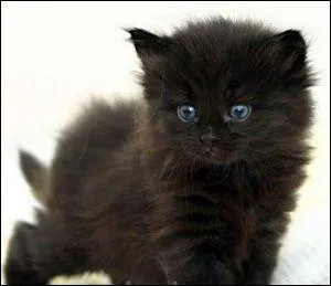 A partir de quel ge faut-il prter attention au chat ?