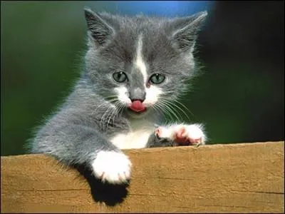 Quel est le pire aliment pour le chat ?