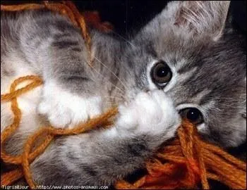 Quel aliment n'est pas dangereux pour le chat ?