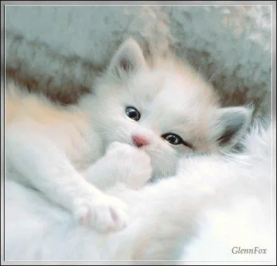 Le lait est-il digr par le chat ?