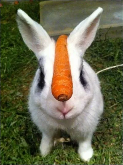 Au rendez-vous des bons copains, y'avait pas souvent de lapins !