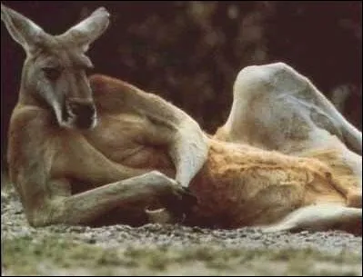  quel animal renvoie le terme  caprin  ?