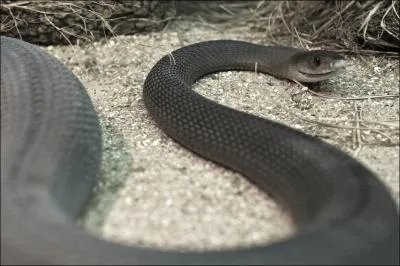 Malgr les risques, vous tenez absolument  filmer un mamba noir, sur quel continent partez-vous ?