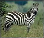 Regarde l'image et dis-moi qui je suis :