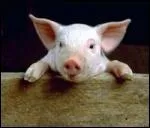 Regarde l'image et dis-moi qui je suis :