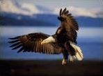 Quiz Animaux