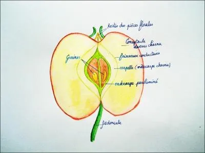 Qu'a russi  acqurir Light par l'entremise de ses fidles ?