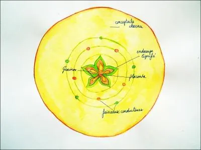 Trouvez / cochez l'INTRUS concernant Misa :