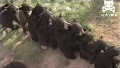 Que font ces ours  la queue leu leu ?