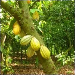 Quest-ce qu'un muffin. ?