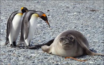 Le manchot est aussi appel pingouin !