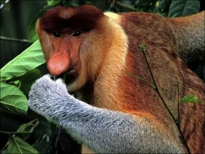 Ce singe s'appelle le nasal !