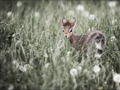 C'est un minuscule bovid africain, le dik-dik !