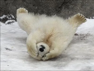 La peau de l'ours blanc est noire !