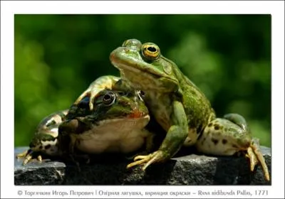 Ces deux crapauds tentent de s'accoupler !