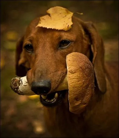 Ce teckel tient dans sa gueule un champignon de Paris !