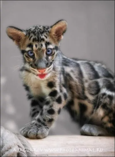 Les parents de cette jeune panthre nbuleuse vivent en Afrique !