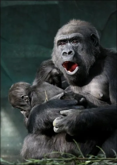 C'est beau une mre chimpanz et son bb !