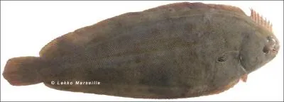 A sa naissance, le bb de la sole est un poisson qui nage  la verticale, comme tous les autres, avec un oeil de chaque ct de la tte !