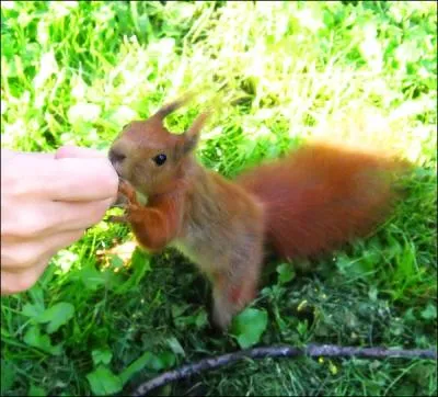 Ce petit animal est un cureuil roux d'Europe !