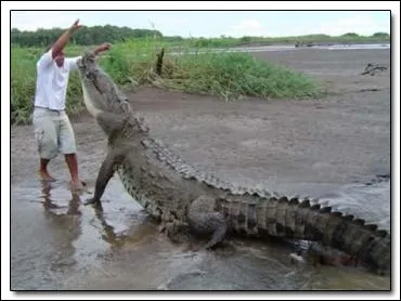 Un crocodile peut atteindre, voire dpasser une tonne !