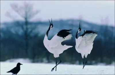 Leurs parades nuptiales sont magnifiques, ce sont des grues !