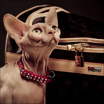 On l'appelle le chat sans poil ou chat-lynx !