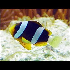 Quel est ce poisson ?