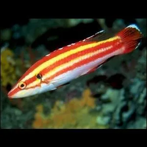 Quel est ce poisson ?