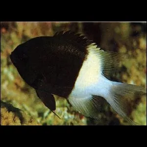 Quel est ce poisson ?