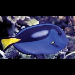 Quel est ce poisson ?