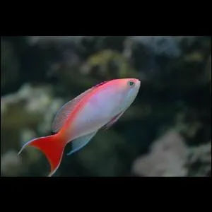 Quel est ce poisson ?