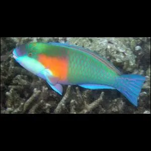 Quel est ce poisson ?