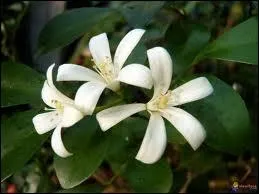 Quelle est cette fleur ?