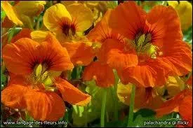 Quelle est cette fleur ?