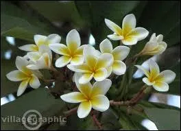 Quelle est cette fleur ?