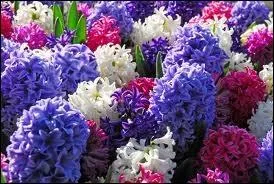 Quelle est cette fleur ?