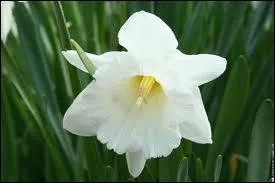 Quelle est cette fleur ?